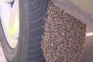 Женщина обнаружила 8000 пчел в грузовике 