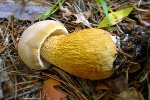 Биологи нашли у грибов полезные прионы
