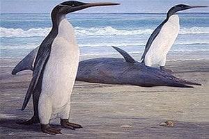 В Новой Зеландии нашли самого большого ископаемого пингвина