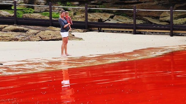 Вода у Сиднея стала красной!